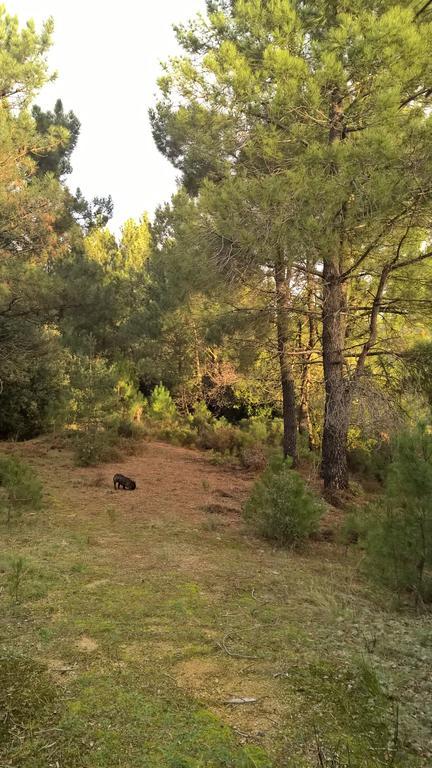 Gite Du Puy Saint-Fortunat-sur-Eyrieux Zewnętrze zdjęcie